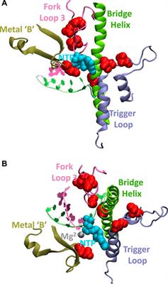 Transcribing Genes the Hard Way: In Vitro Reconstitution of Nanoarchaeal RNA Polymerase Reveals Unusual Active Site Properties